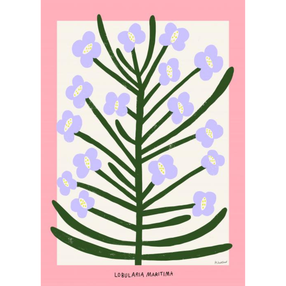 Poster - Lobularia Maritima 30x40cm