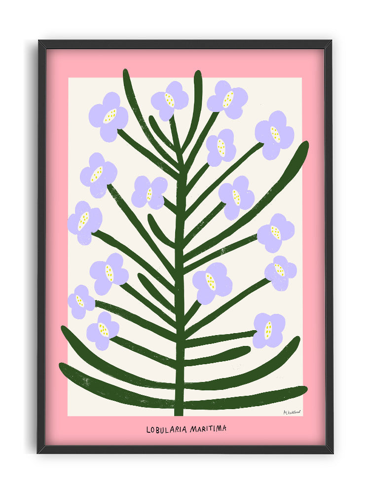 Poster - Lobularia Maritima 30x40cm