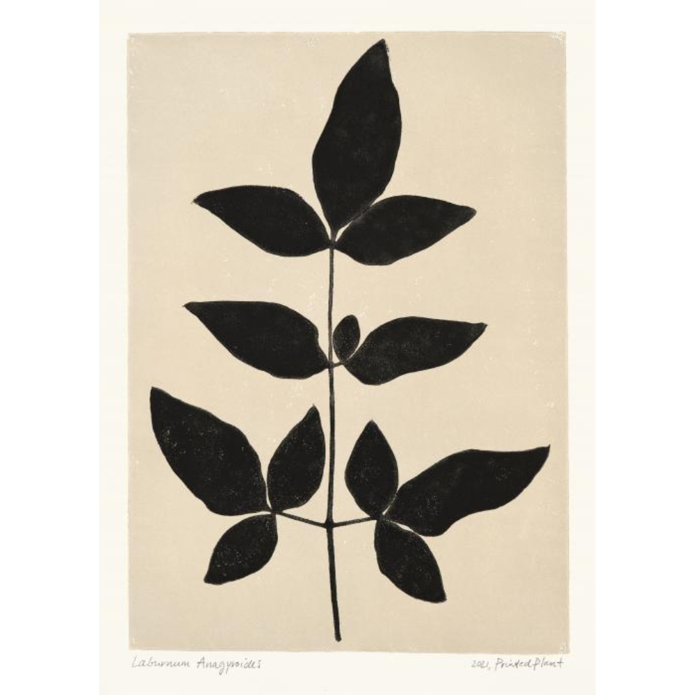 Poster - Printed Plant Laburnum 30x40