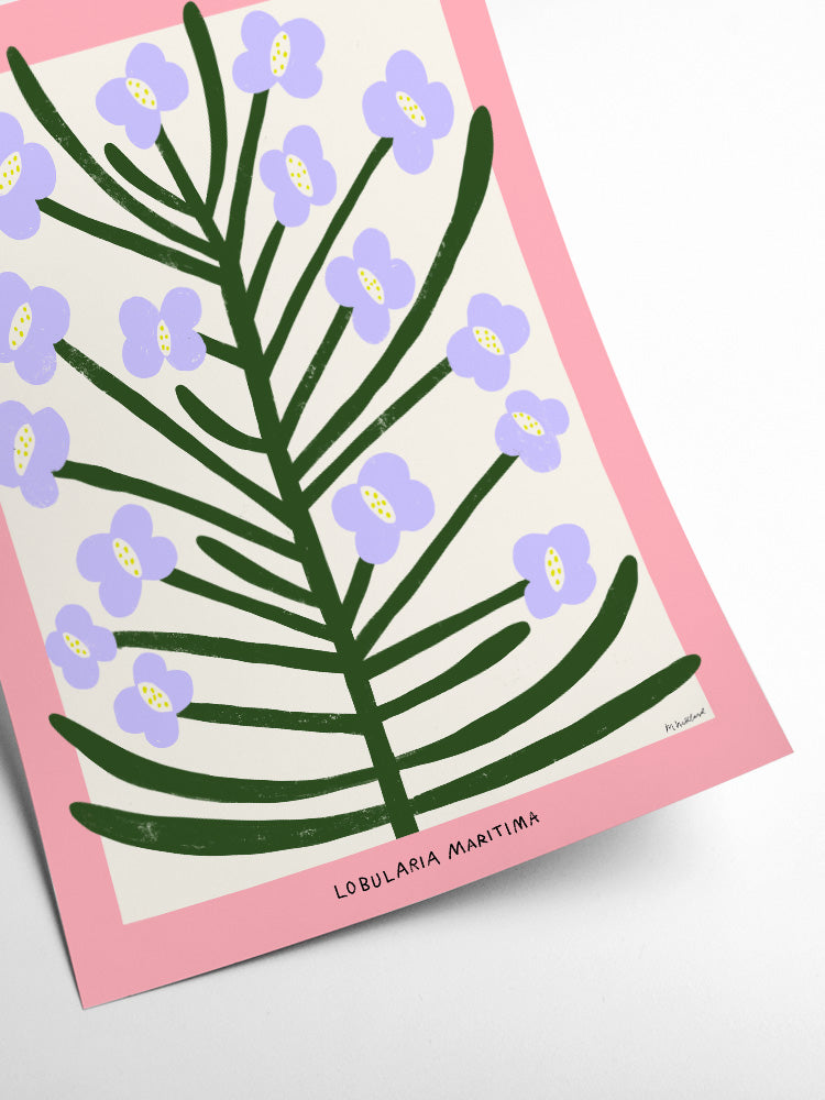 Poster - Lobularia Maritima 30x40cm