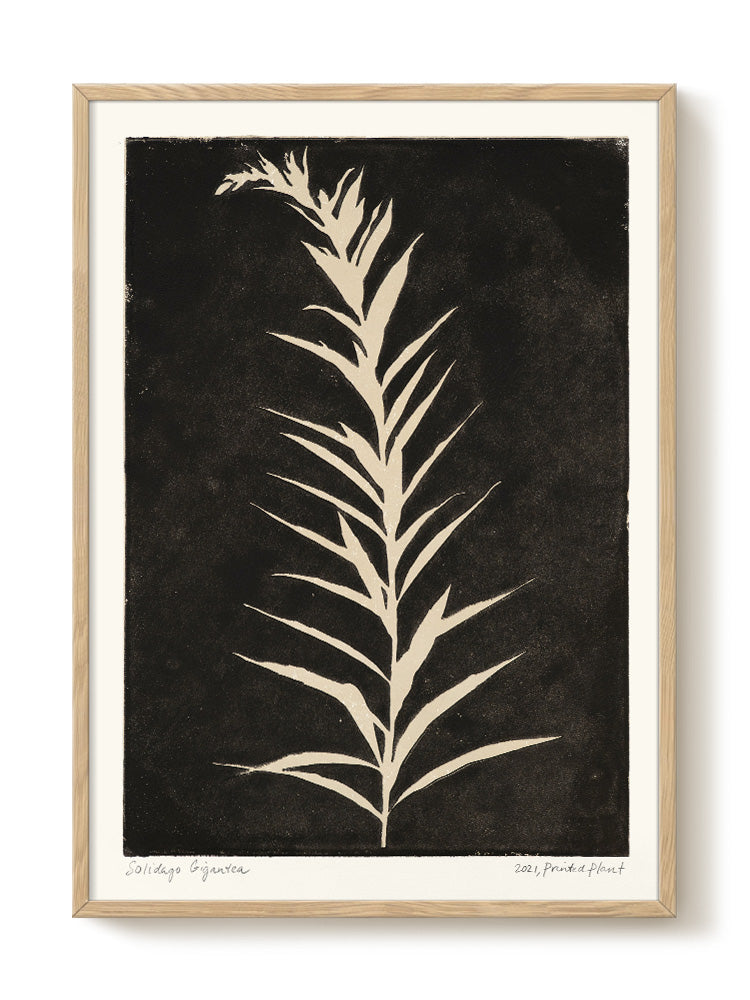 Poster - Printed Plant Black 30x40cm