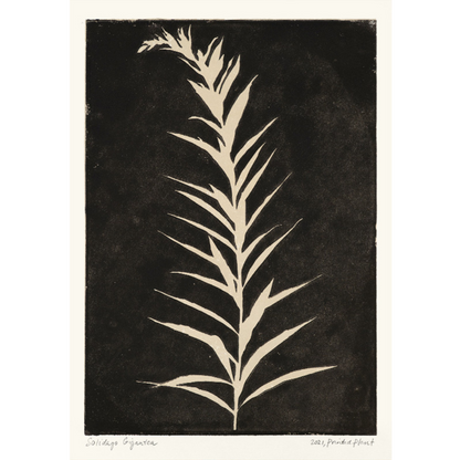 Poster - Printed Plant Black 30x40cm