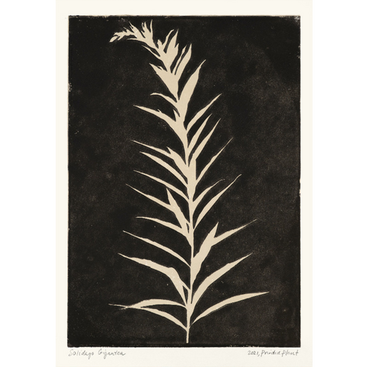 Poster - Printed Plant Black 30x40cm