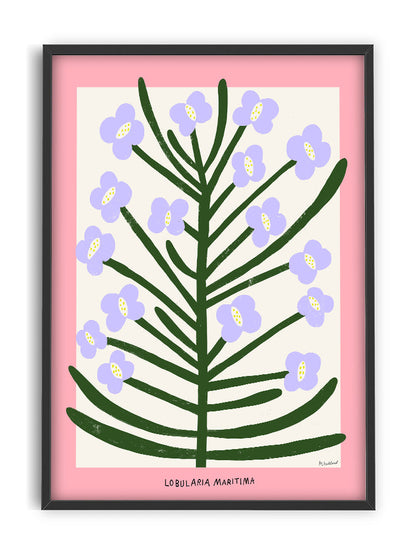 Poster - Lobularia Maritima 30x40cm