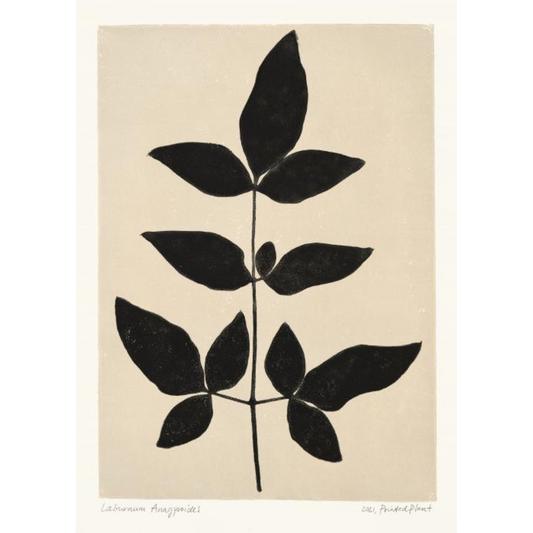 Poster - Printed Plant Laburnum 30x40